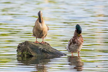 Mallard duck on the lake