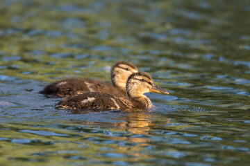 Mallard duck on the lake