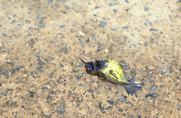 Dead bird on cement floor