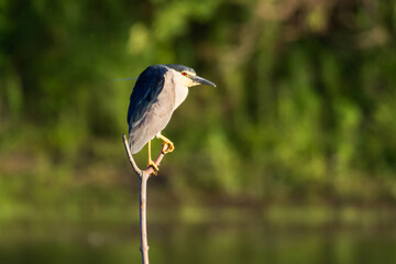 Black-crowned night heron