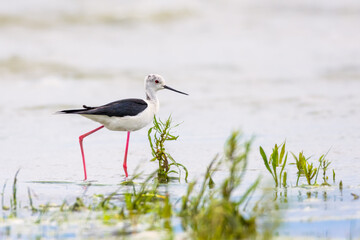 Black-winged stilt in the water