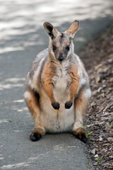the yellow footed rock wallaby is standing on its hind legs