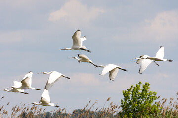 The flock of spoonbill bird flying in the sky