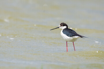 Black-winged stilt in the water