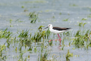 Black-winged stilt in the water