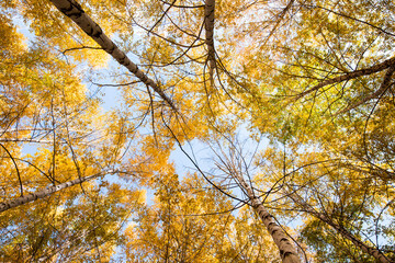 Autumn. Beautiful yellow birch leaves and branches of larch trees on a background of blue clear sky. Natural background. Place to insert text.