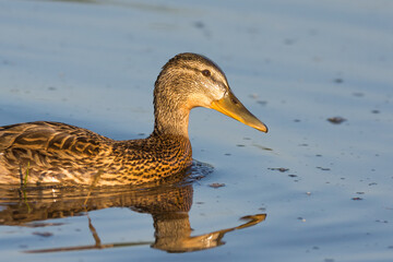 Mallard ducks in the water