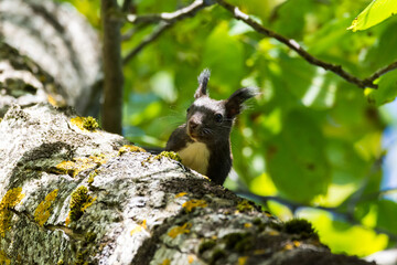 Squirrel eating walnuts on the tree 