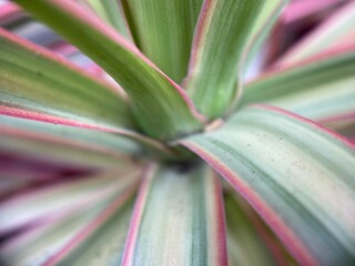 Closeup of the stem of a green plant with pink leaf tips.