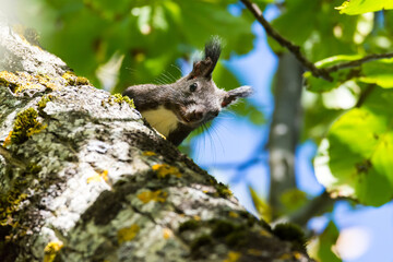 Squirrel eating walnuts on the tree 