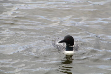 Common Loon, Jasper National Park, Alberta