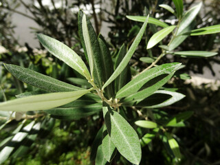 オリーブの葉