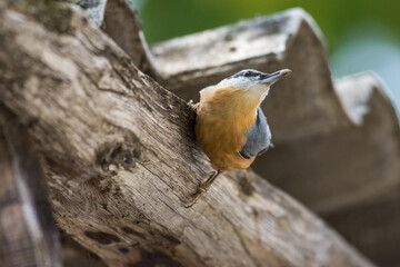 Nuthatch on the wooden house
