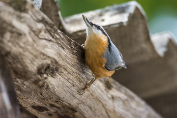Nuthatch on the wooden house