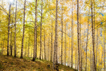 Fototapeta premium Autumn landscape. Beautiful birch trees. Walk in the birch forest. Natural background. Place to insert text.