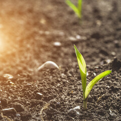 Rows of young corn shoots on a cornfield, plantation young green corn leaves, closeup Agricultural landscape