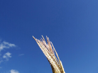ススキと青空