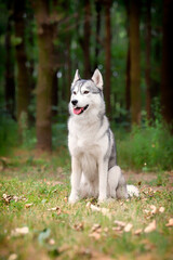 A young Siberian Husky female is sitting at the forest on the green grass with leaves. She has amber eyes, grey and white fur. A trail crossing the copse, and there are a lot of trees in background.