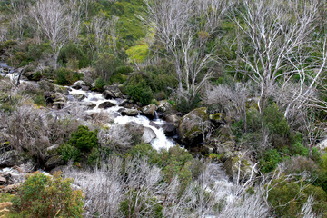 River in the upper part of Mount Kosciuszko, NSW, Australia