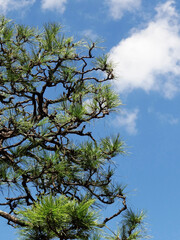 剪定した松と青空