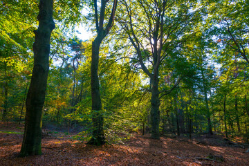 Fototapeta na wymiar Trees in autumn colors in a forest in bright sunlight at fall, Baarn, Lage Vuursche, Utrecht, The Netherlands, October 16, 2020