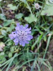 Obraz premium bee on a flower