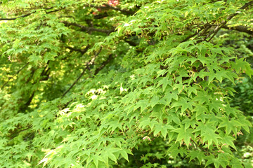 Obraz premium もみじ