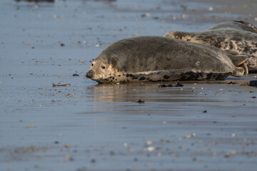 Wild gray seal colony on the beach and in the sea. Lots of seaweed. Dune, Germany. Group with different shapes and sizes of gray seal