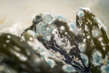 Rotten, spoiled green cucumbers covered with mold and mucus in a pan
