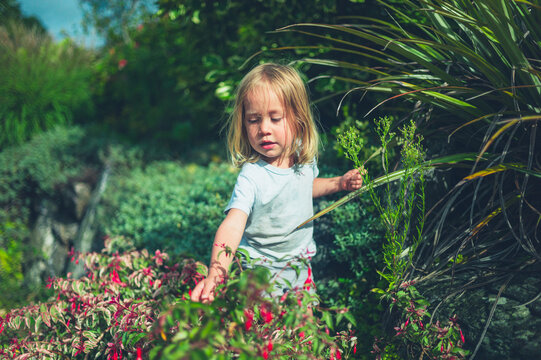 Preschooler picking flowers in a garden on sunny day