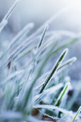 Grass in the frost.Rimes on plants in the garden. Winter natural plant background in cold blue tones. November and December.Winter nature wallpaper in pastel colors with blurred focus