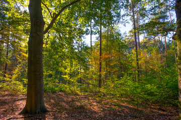 Trees in autumn colors in a forest in bright sunlight at fall, Baarn, Lage Vuursche, Utrecht, The Netherlands, October 16, 2020