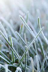 Grass in the frost.Rimes on plants in the garden. Winter natural plant background in cold blue tones. November and December. Late Autumn.Winter nature wallpaper  with blurred focus