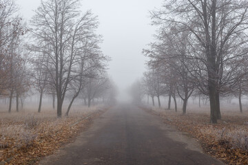 Old asphalt road in autumn park with trees in the fog