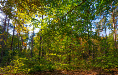 Trees in autumn colors in a forest in bright sunlight at fall, Baarn, Lage Vuursche, Utrecht, The Netherlands, October 16, 2020
