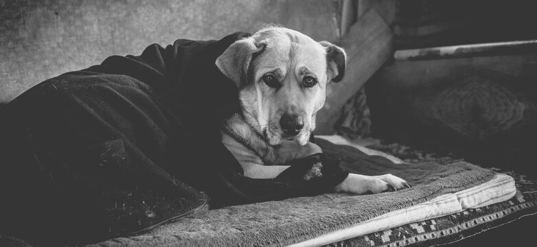 Old monochrome photo of a large mastiff in a blanket.
