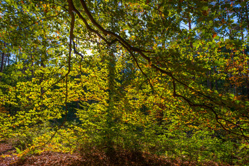 Obraz premium Lush foliage of trees in autumn colors in a forest in bright sunlight at fall, Baarn, Lage Vuursche, Utrecht, The Netherlands, October 16, 2020