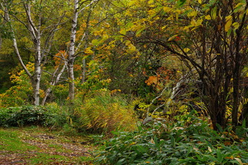 Naklejka premium 紅葉した秋の森の木々。