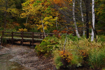 紅葉した秋の森の古い橋。