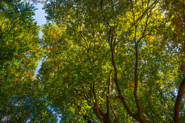 Obraz premium Lush foliage of trees in autumn colors in a forest in bright sunlight at fall, Baarn, Lage Vuursche, Utrecht, The Netherlands, October 16, 2020
