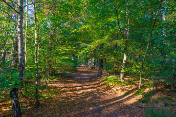 Trees in autumn colors in a forest in bright sunlight at fall, Baarn, Lage Vuursche, Utrecht, The Netherlands, October 16, 2020