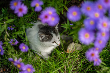 cat in the flowers 