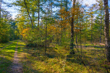 Trees in autumn colors in a forest in bright sunlight at fall, Baarn, Lage Vuursche, Utrecht, The Netherlands, October 16, 2020