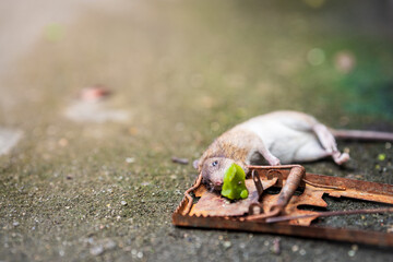 Rat caught in a trap. On cement floor. Mousetrap. Food to lure mouse.