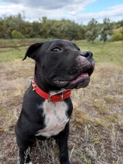 black labrador retriever