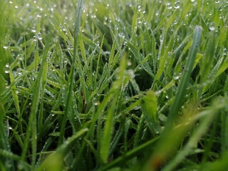 green grass background