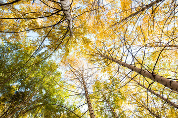 Autumn. Beautiful yellow birch leaves and branches of larch trees on a background of blue clear sky. Natural background. Place to insert text.