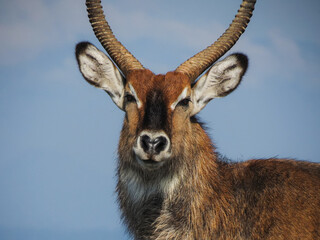 Portrait of a male Waterbuck near Lake Naivasha, Kenya