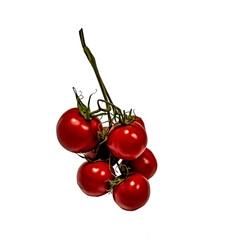 Branch with round red tomatoes isolated on white background. Clipart of the bunch of juicy ripe Solanum lycopersicum berries close-up