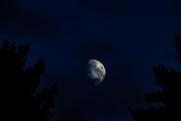 Fototapeta na wymiar Moon between the Tree